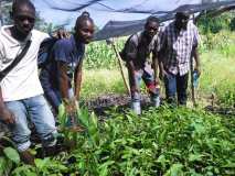 Compte-rendu sur les 600 arbres plantés à Gros-Morne avec la collaboration de My Tree