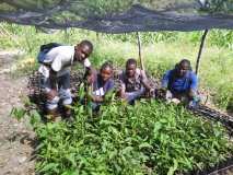 Compte-rendu sur les 600 arbres plantés à Gros-Morne avec la collaboration de My Tree