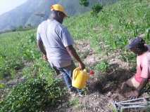 Compte-rendu sur les 600 arbres plantés à Gros-Morne avec la collaboration de My Tree