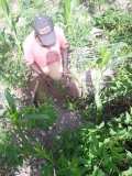 Compte-rendu sur les 600 arbres plantés à Gros-Morne avec la collaboration de My Tree