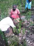 Compte-rendu sur les 600 arbres plantés à Gros-Morne avec la collaboration de My Tree