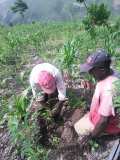 Compte-rendu sur les 600 arbres plantés à Gros-Morne avec la collaboration de My Tree