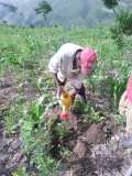 Compte-rendu sur les 600 arbres plantés à Gros-Morne avec la collaboration de My Tree