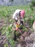 Compte-rendu sur les 600 arbres plantés à Gros-Morne avec la collaboration de My Tree