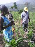 Compte-rendu sur les 600 arbres plantés à Gros-Morne avec la collaboration de My Tree