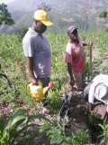 Compte-rendu sur les 600 arbres plantés à Gros-Morne avec la collaboration de My Tree