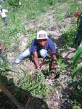 Compte-rendu sur les 600 arbres plantés à Gros-Morne avec la collaboration de My Tree