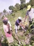 Compte-rendu sur les 600 arbres plantés à Gros-Morne avec la collaboration de My Tree