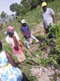 Compte-rendu sur les 600 arbres plantés à Gros-Morne avec la collaboration de My Tree