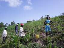 Compte-rendu sur les 600 arbres plantés à Gros-Morne avec la collaboration de My Tree