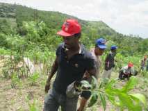 Collaboration entre Terre des jeunes Gonaïves et Gros-Morne pour la Fête de l'arbre 2016