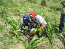 Collaboration entre Terre des jeunes Gonaïves et Gros-Morne pour la Fête de l'arbre 2016