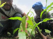 Collaboration entre Terre des jeunes Gonaïves et Gros-Morne pour la Fête de l'arbre 2016