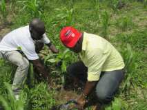 Collaboration entre Terre des jeunes Gonaïves et Gros-Morne pour la Fête de l'arbre 2016