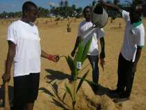 TDJ Togo souligne le 1er Juin, Journée de l’arbre au TOGO