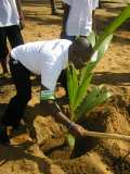 TDJ Togo souligne le 1er Juin, Journée de l’arbre au TOGO