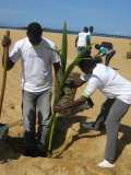 TDJ Togo souligne le 1er Juin, Journée de l’arbre au TOGO