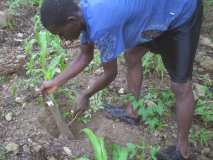 Plantation pour la Journée mondiale de l'environnement