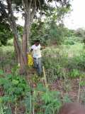 Reboisement d'un hectare de teck, à Anoumagoua, 8 Km de Yamoussoukro, le 2 juin 2015