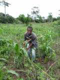 Reboisement d'un hectare de teck, à Anoumagoua, 8 Km de Yamoussoukro, le 2 juin 2015