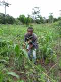 Reboisement d'un hectare de teck, à Anoumagoua, 8 Km de Yamoussoukro, le 2 juin 2015