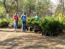 Moyogalpa, Nicaragua: Fiesta del árbol 2011