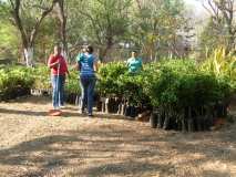 Moyogalpa, Nicaragua: Fiesta del árbol 2011