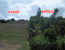 Une forêt luxuriante après des années de travail