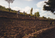 Étapes de reboisement de la commune de Gros-Morne, Haïti