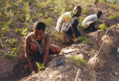 Étapes de reboisement de la commune de Gros-Morne, Haïti