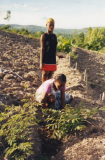 Étapes de reboisement de la commune de Gros-Morne, Haïti