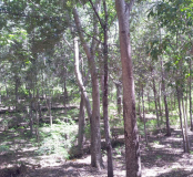 Étapes de reboisement de la commune de Gros-Morne, Haïti