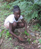 Financement de My Tree pour la plantation d'arbres en Haïti 2017: Compte rendu