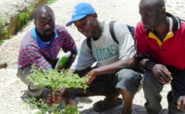 Camp de Corail Cesse Lesse (Haïti): Le rapport final de la Fête de l'Arbre 2010