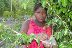 Gros-Morne: Marcottage pour la plantation 5 juin prochain