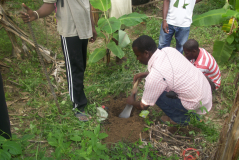 AJGR: plantation de 70 plants de cerises