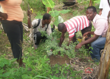 AJGR: plantation de 70 plants de cerises