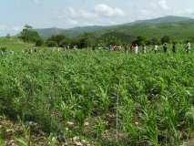 Terre des Jeunes Gonaïves et PAM (faz 2)