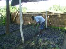 Haïti: MINUSTAH/Terre des jeunes — Phase miniature de nos plantules à Marchand Dessalines