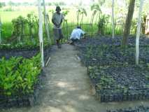 Haïti: MINUSTAH/Terre des jeunes — Phase miniature de nos plantules à Marchand Dessalines