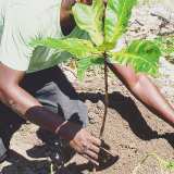 Les saisons de l'arbre en Haiti