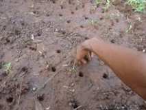 Action avec les femmes rurales pour la production biologiques.